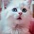 Самый милый котенок Funny