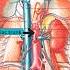 Perfused Stomach Is A Happy Stomach Anatomy Medicine Meditation Stomach Stomachache Anatomy