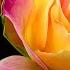 The Most Beautiful Melody In The World You Can Listen To This Music Forever Sergey Grischuk