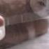Кошачий рефлекс на звук скотча