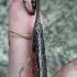 Mantis Wants To Be My Pet August 31 2021