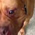 RED LION AMERICAN BULLY Americanbully Xlbully