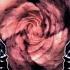 Rose Clouds Of Holocaust