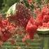 Russians Exploding Watermelon Русские подзорвали американский арбуз
