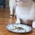 Cat And Catnip