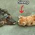 Turtle Vs Cat Trending Animals Wildlife Youtubeshorts Youtube Shorts Cat Turtle Trendingshorts
