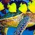 Relaxing Music Healing Stress Anxiety And Depressive States Heal Mind Body And Soul Calming Music