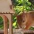 Ужин для Бусинки Squirrel Animals белки Music Love