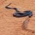 Black Mamba Is Trying To Attack Russell Viper