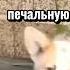 Друзья будьте добрее к братьям нашим Лайк и подписка приветствуется