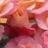 ТОП 20 изумительных ЧАЙНО ГИБРИДНЫХ роз TOP 20 Amazing HYBRID TEA Roses