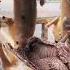 Dog Meat Food Specialfood Streetfood