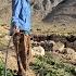 Nomadic Life Jahangir S Return To Sardsir And Irrigation Of The Lush Mountain Farm