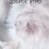 С ДОБРЫМ УТРОМ DY 214 доброеутро