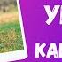 Собака убежала как наказывать и нужно ли Что делать хозяину