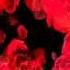 Ricky King Rot Sind Die Rosen Made By Fred