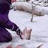 ТА САМАЯ ЛУНКА КОТОРУЮ Я ИСКАЛ Поклёвка которую не забыть Рыбалка на балансиры в коряжнике