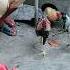 Duck Hens Pearl Hen Rooster Roosterdance Youtubeshorts Beautiful Funny Chickendance Funny