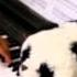 GUMI グミ Panda Hero パンダヒーロー Piano