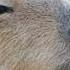 Capybara Song