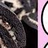Oreo Sushi Tutorial Shorts