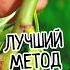 The Best Way Tree Grafting With 95 Survival Rate The Secret Of Improved Copulation