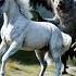 Unicorn Vs Harpy On A Mountain Wildlife Animals Fantasygeographic Creatures Fantasy