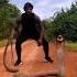 Handling The King Cobra Never Imitate This Myfirstvlog Shorts Shortvideo