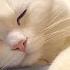 Sweet Harp Music That Cats Like Sleep Music For Cats That Puts Them To Sleep Right Away When P