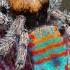 Knowledge Dude Peacock Spider