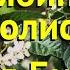 Рябина ольхолистная Ред Бирд Краткий обзор описание характеристик Sorbus Alnifolia Red Bird