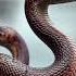 Mind Bending 2 Headed Snake Hyper Realistic Macro Photography Twoheadedsnake Shortvideo Cobra