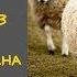 Сырне в Казане по Казахски Как приготовить Сырне с Потрохами и Желудком Блюдо из Барана Рецепты