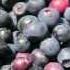 Chinese Mandarin Flashcard Course For Children Foods Fruits 兒童中文 普通話 字詞閃卡課程 食物 水果
