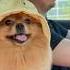 Артикул WB на рулетку поводок 198022853 померанскийщпиц Pomeranian немецкийшпиц собака Pets