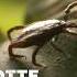 Lyme Disease The Little Beast That Scares The Big One