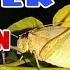 Suara Belalang Kecek Masteran Murai Batu Cendet Kacer Cucak Ijo