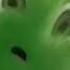 VOLUME WARNING All Preview 2 Sunny Bunnies Deepfakes V2 In G Major 15