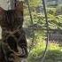 ремикс Cat Catvideo юмор котки кот приколыскотами котик котики кошка