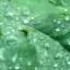 The Rain Falls On A Leaf