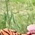 Tony The Tiger On E