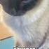 Аполоток Принц демонструє Cat котофейка котик Cats Shortvideo