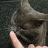 Котик ты мой наркотик