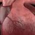 Human Heart 3D Animation