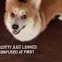 How To Make Your Corgi Howl