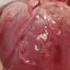 Human Heartbeat Sound Effect 60 Bpm HD