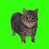W W OIIA OIIA Spinning Cat Out Soon