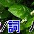 茉莉花 鳳飛飛 Mp4
