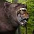 First Meal After Sleep Bear Gulps Down A Tiger CGI