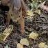 Смешные белки Nature Animals Squirrel Viral Shorts Short